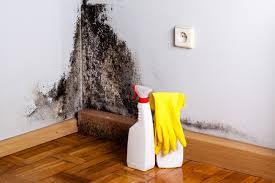 Why You Should Choose Our Mold Remediation Services in North Pembroke, MA